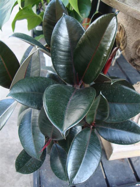 ficus elastica rubber tree